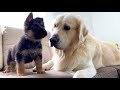 Golden Retriever Meets New German Shepherd Puppy for the First Time!