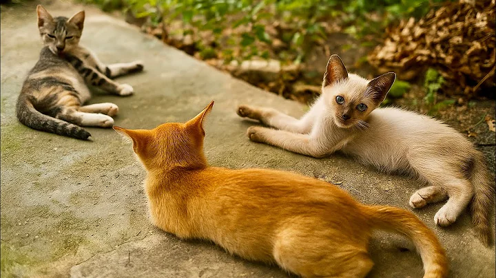 Video 11671101: kitten collection cats, cats collection funny, kitten compilation cute adorable, kitten cat funny laugh, cat funny smile, best cute kittens