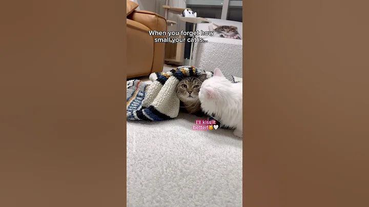 Wait for the end😂 #shorts #cat #funny