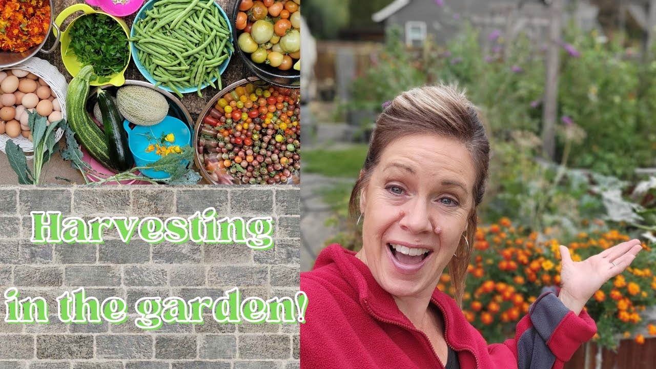 Harvesting in the Garden and Garden Update! YouTube