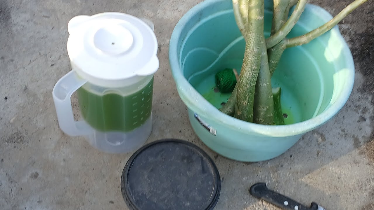 VAMOS PLANTAR MUDAS DE GALHO DA DALILA, BABOSA É O INGREDIENTE PRINCIPAL! 🌱🌸