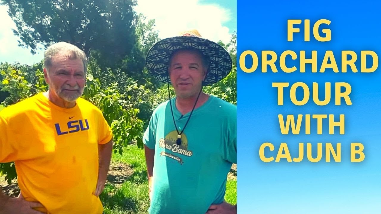 Huge Fig Orchard Tour! | CajunB |  Rare and Exotic Fig Collection