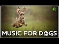 Soothing Music for Dogs to Calm Down, Relax & Sleep | Dog Music Therapy Calming Aid for Relaxation