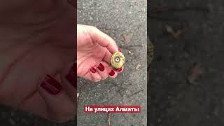 Патроны на улицах Алматы