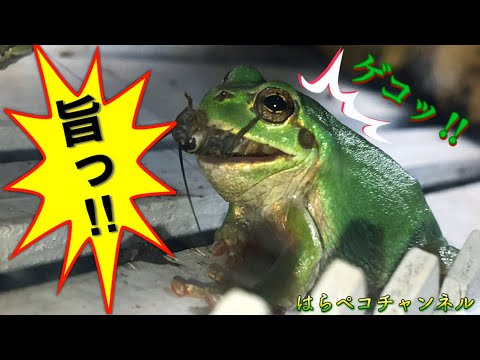 世界一可愛いアマガエル 19 21 Youtube