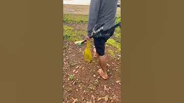 Siêu ná VIP 10 bắn sóc quá OK #slingshot #sungnacaosu #nobanbi #kenhchiase #nacaosu