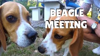 BEAGLES MEETING PORTUGAL ¦ PipasTheBeagle by Pipas The Beagle 647 views 4 years ago 1 minute, 57 seconds
