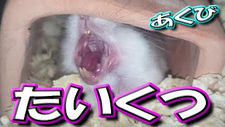 【ハムスター】あくびが出るくらいヒマです【かわいい/飼い方/癒し/ジャンガリアン】