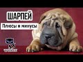 ✔ Шарпей, плюсы и минусы породы. За что мы любим шарпеев?