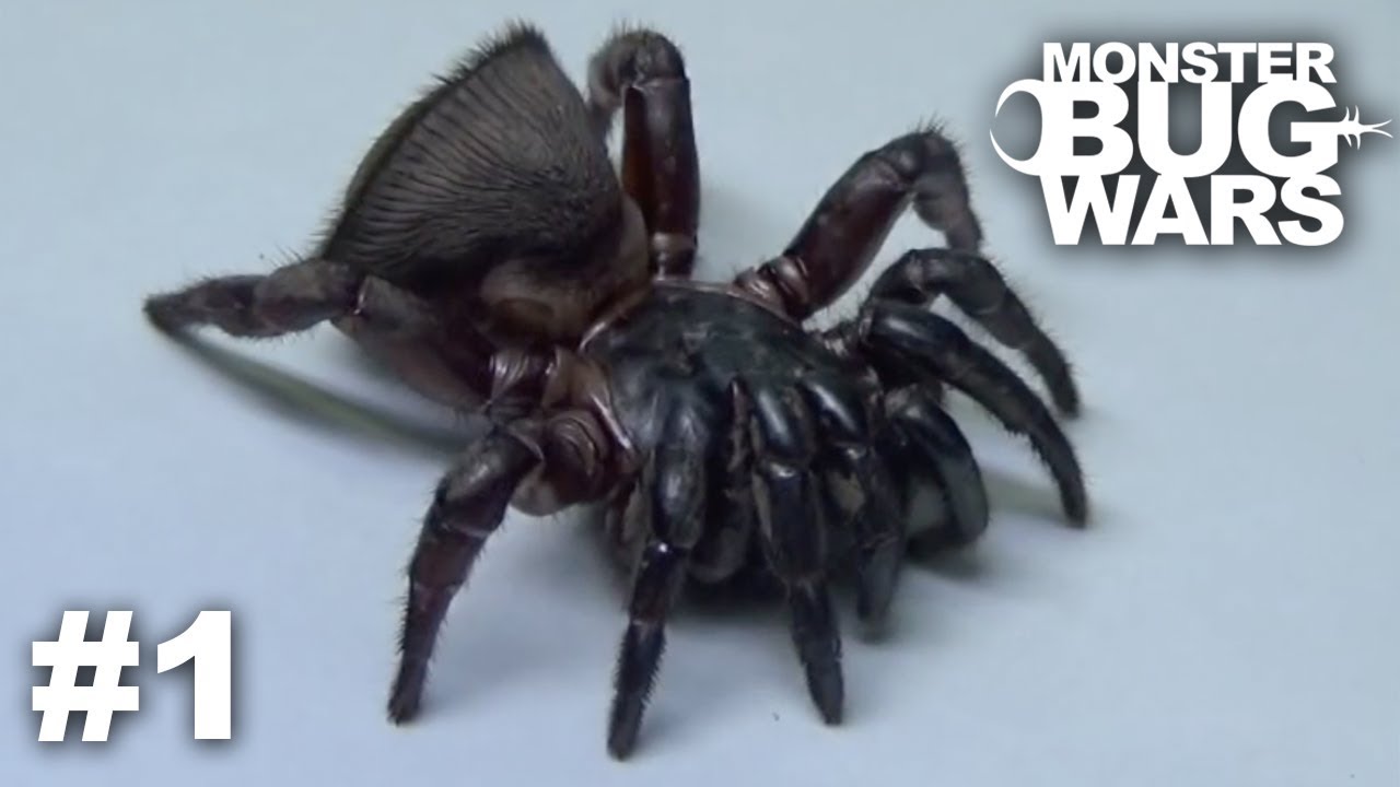 Try Not To Look Away (MONSTER BUG WARS Edition) #1