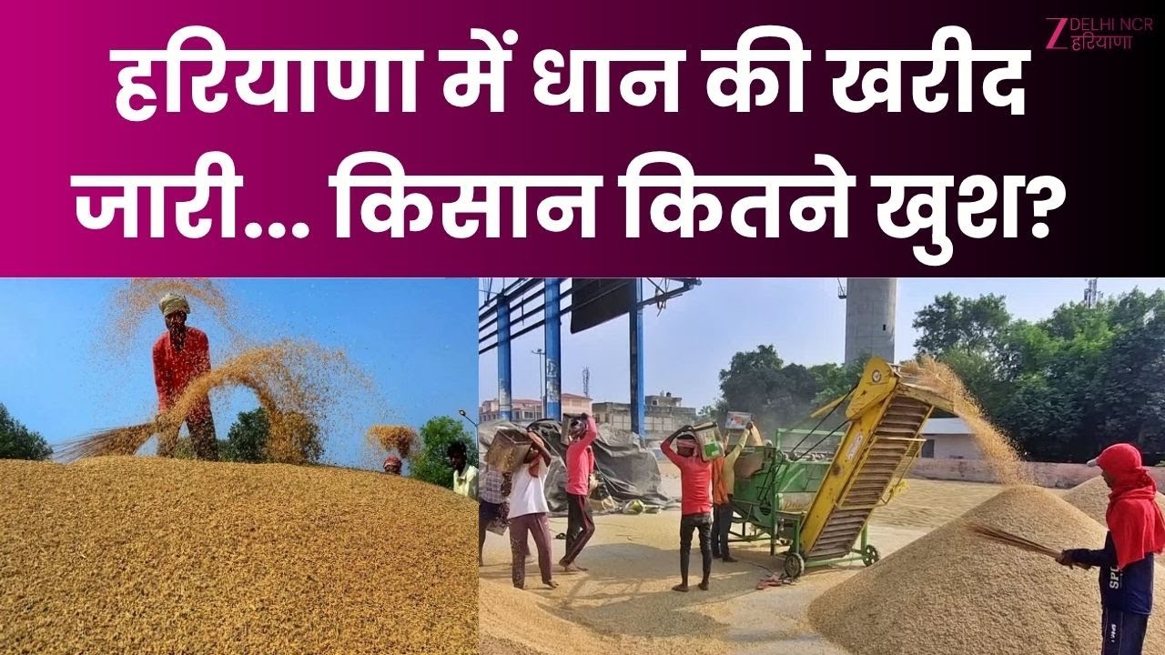 Haryana Anaj Mandi: हरियाणा में धान की खरीद जारी... किसान कितने खुश ...