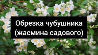 Обрезка чубушника (жасмина садового)🌺🌻🌹🌷