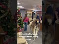 Llamas spread joy at the holidays to seniors