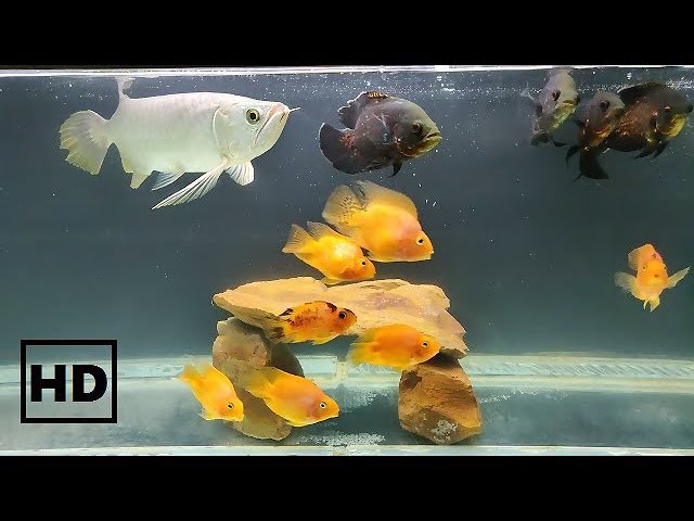 Update My Arowana fish Community Tank