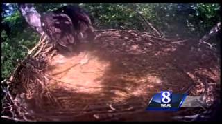 EAGLE CAM: Will last egg in Hanover nest survive?