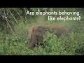 Be an elephant-friendly tourist