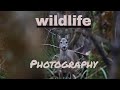 IS the CANON 90D GOOD for WILDLIFE PHOTOGRAPHY [Wildlife Vlogs]