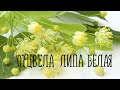 ОТЦВЕЛА ЛИПА БЕЛАЯ (Почему же ты замужем?) / Разбор на гармони