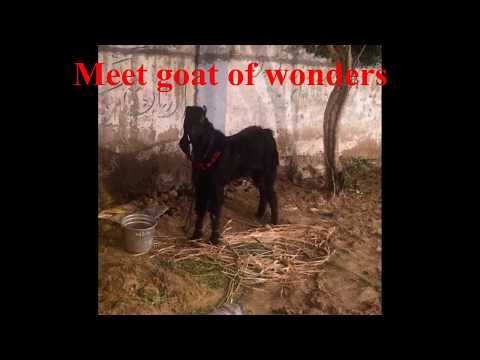 funny-black-goat