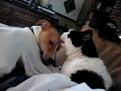 jack russell and cats