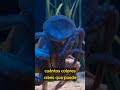 ¿SABÍAS QUE ALGUNOS ANIMALES MARINOS TIENEN HABILIDADES SORPRENDENTES? #animales #curiosidades