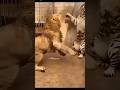 Lion vs Tiger – Who Would Win? 🦁🐯