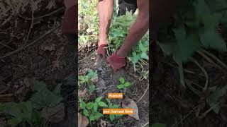 #trendingshorts #farming #trendingreels #farmlifebestlife
