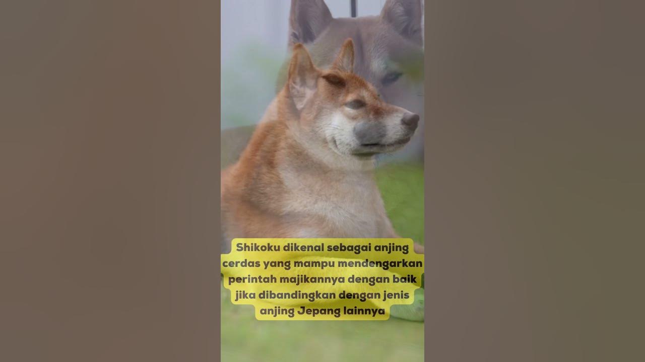 5 Fakta Unik Shikoku / 5 Unique Shikoku Facts - YouTube
