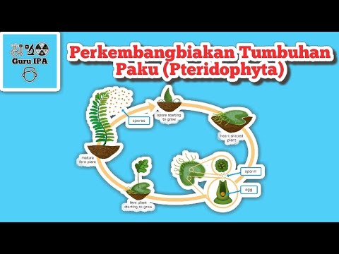 Video: Apakah pteridophyta membutuhkan air untuk berkembang biak?