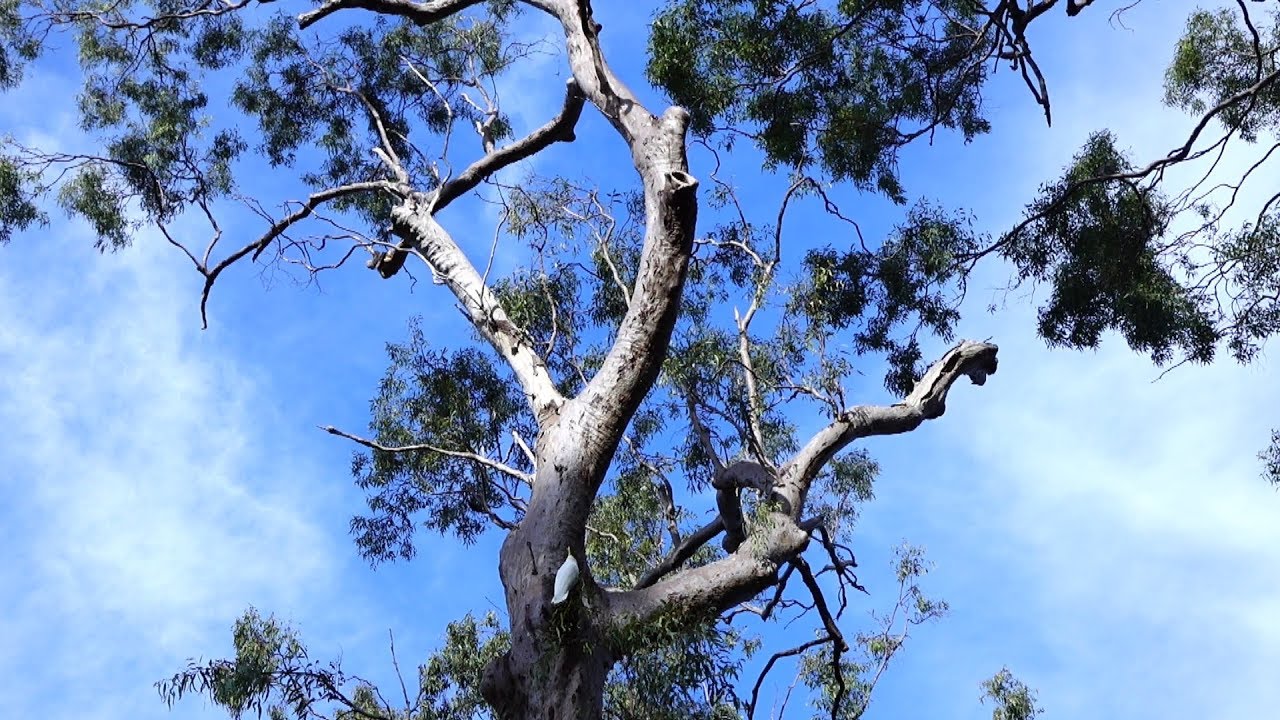 Cockatoo vs Parrots YouTube