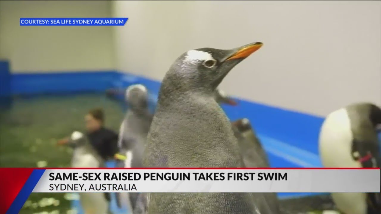 Famous Chick of Same-Sex Penguin Couple Learns to Swim