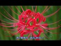 彼岸花の咲く頃/中澤卓也 cover 繕有