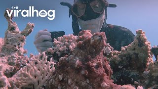 Diver Gets Up Close With a WellHidden Octopus || ViralHog