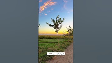 التائبون العابدون  الحامدون #تلاوة_خاشعة #اسلام_صبحي #قران