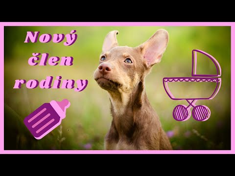 Video: Aké šteniatko Dať Poľovníkovi