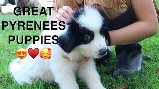 11 Great Pyrenees Puppies! - Livestock Guardian Dogs on the Mt. Capra Goat Dairy