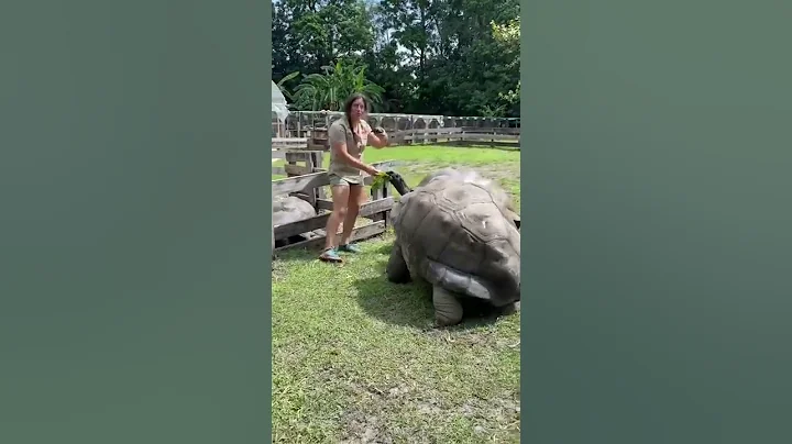 Juliette feeding giant Aldabra tortoises 🐢 - DayDayNews