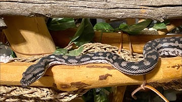 March Montage: Training Tuesday 1 March 2022 (Carpet Pythons)