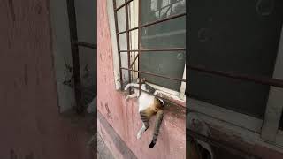 Cat Naps Belly Up, Tucked Between Window Bars