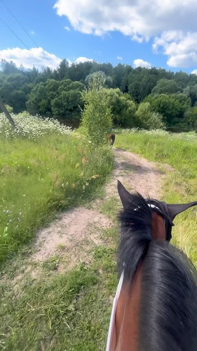 #horse #лошади #конкур #equestrian #конныйспорт #топ #конныйблог # ...