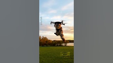 Vliegende kat! 🐱🚁 | AI Sora 2 Realistische video