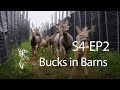 S4 EP2 Bucks in Barns