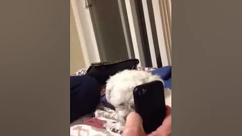 My dog reacts to two girls one cup video