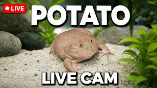 Potato Budgett's Frog Live Cam 19/5/2026
