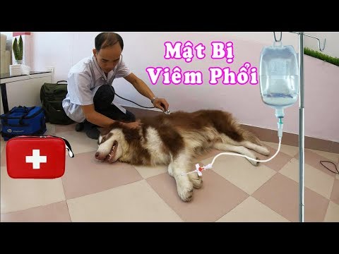 Video: Chất Lỏng Trong Phổi ở Chó