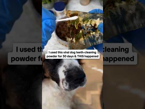 My dog tried
