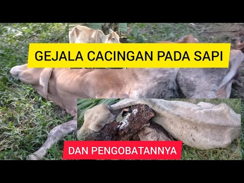 Video: Cacingan Pada Sapi: Gejala, Pengobatan Dan Pencegahan