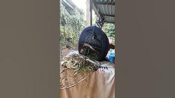 Quốc Mồi Chạch ré Cảnh Giọng thổ pha tốt Tiếng