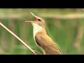 Камышовка дроздовидная поёт (голоса птиц) || Reed warbler (bird voices)