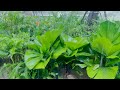 Calm Rain in Nature 🌧️ | Vlog Capturing Rainfall on Green Leaves